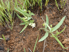 Basananthe sandersonii