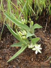 Basananthe sandersonii