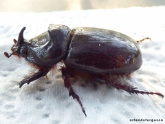 Oryctes nasicornis grypus