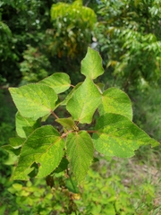 Acalypha indica