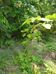 Acalypha indica