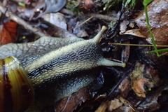 Cochlitoma granulata
