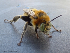 Anthophora femorata