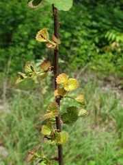 Acalypha indica