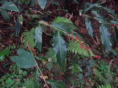 Alpinia intermedia