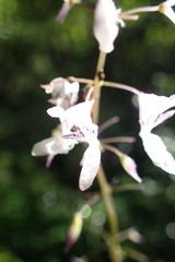 Plectranthus grallatus