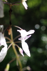 Plectranthus grallatus