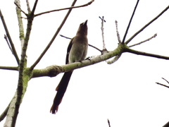 Dendrocitta formosae formosae