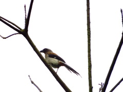 Dendrocitta formosae formosae