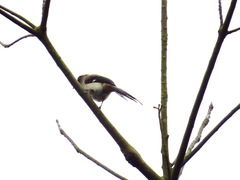 Dendrocitta formosae formosae