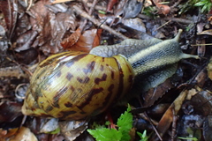 Cochlitoma granulata