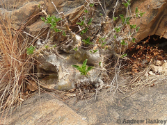 Pachypodium saundersii