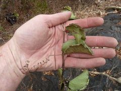 Cissus rotundifolia
