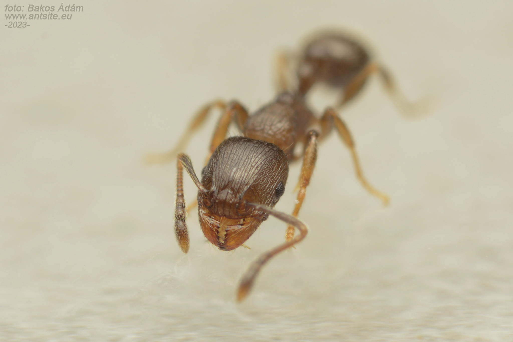 Tetramorium staerckei