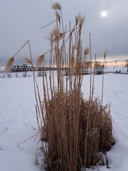 Miscanthus × longiberbis