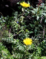 Berkheya macrocephala