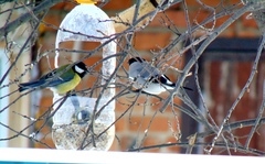 Pyrrhula pyrrhula cineracea