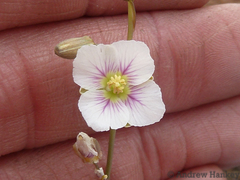 Heliophila rigidiuscula