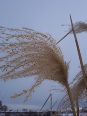 Miscanthus × longiberbis