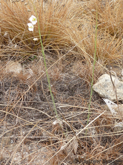 Heliophila rigidiuscula