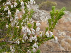 Erica caffrorum