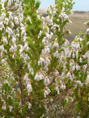 Erica caffrorum