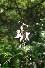 Plectranthus grallatus