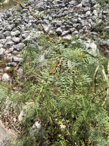 Prosopis glandulosa