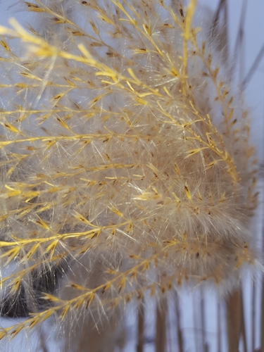 Miscanthus × longiberbis, photograph 2