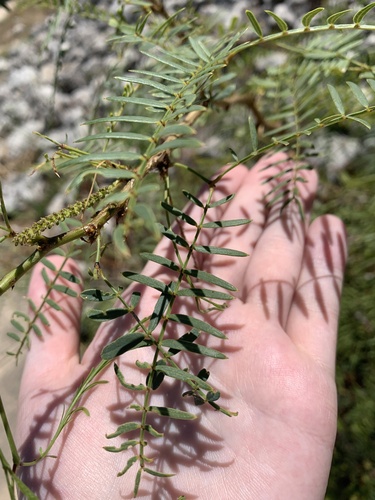 Prosopis glandulosa