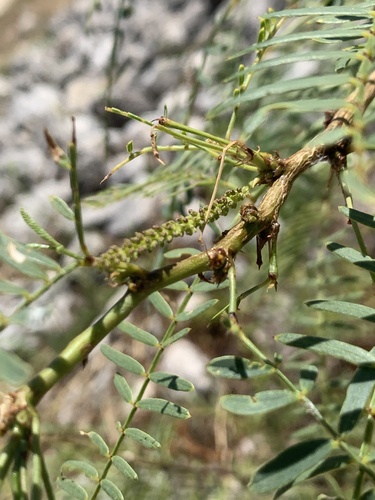 Prosopis glandulosa