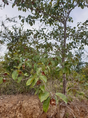 Karomia macrocalyx