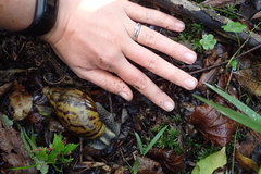 Cochlitoma granulata