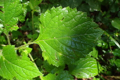 Plectranthus grallatus