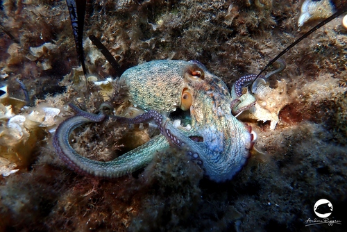 Octopus