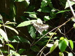 Papilio ophidicephalus