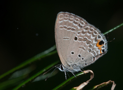 Luthrodes pandava peripatria