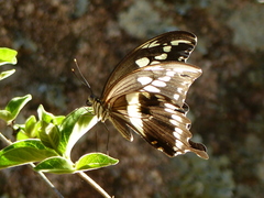 Papilio constantinus constantinus