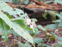 Papilio dardanus image