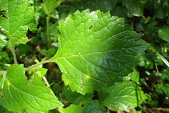 Plectranthus grallatus