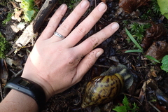 Cochlitoma granulata