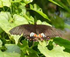Papilio polytes stichius