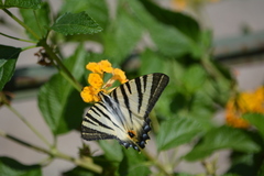 Iphiclides podalirius