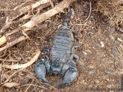 Scorpionoidea