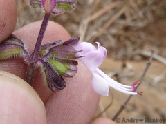 Syncolostemon thorncroftii