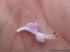 Syncolostemon thorncroftii