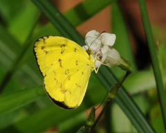 Eurema andersoni