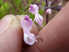Syncolostemon thorncroftii