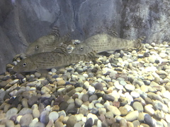 Korean Doty Barbel photo 2