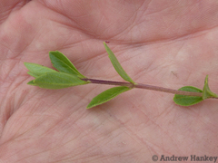 Syncolostemon thorncroftii